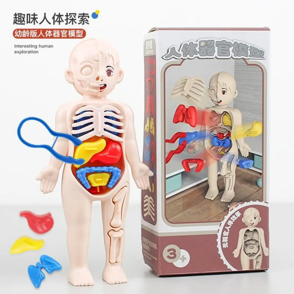 MODELO ANATOMICO INFANTIL